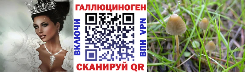 Купить закладки  Кинель  Галлюциногенные грибы Psilocybine cubensis 